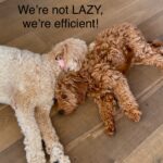 Two labradoodle dogs laying on the floor together with the caption, "We're not LAZY, we're efficient!"