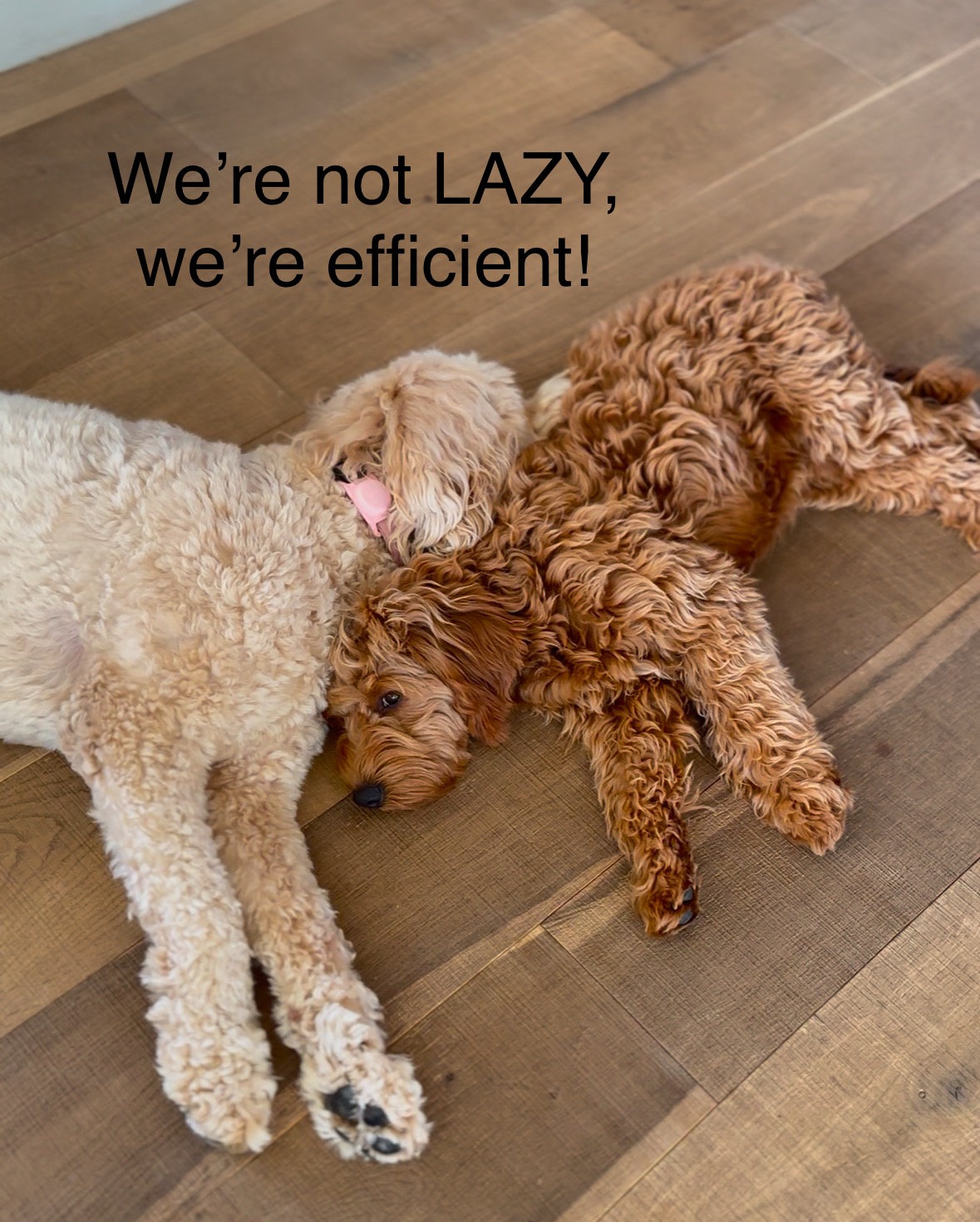 Two labradoodle dogs laying on the floor together with the caption, "We're not LAZY, we're efficient!"